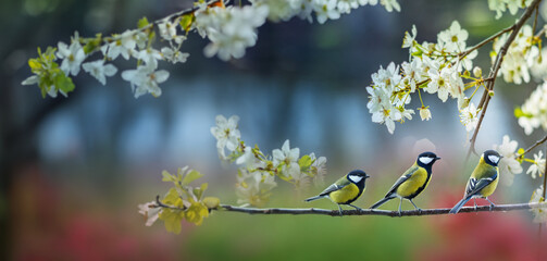 Wall Mural - great tit (Parus major) in the spring garden