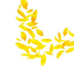 Wall Mural - Sunflower petals in air on white background