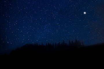 Wall Mural - Countless twinkling stars in night sky over forest