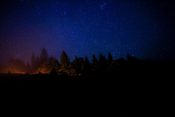 Wall Mural - Countless twinkling stars in night sky over forest