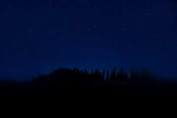 Wall Mural - Countless twinkling stars in night sky over forest