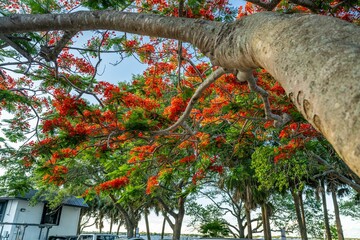 Wall Mural - royal poinciana