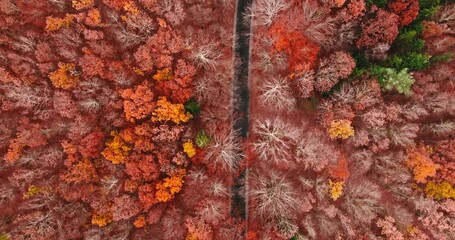 Wall Mural - Amazing forest in the fall view from above.