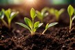 © Kheng Guan Toh - Closeup of little green sprout plant with leaves, showing environment growth and sustainability