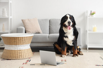 Wall Mural - Cute Bernese mountain dog with laptop sitting at home