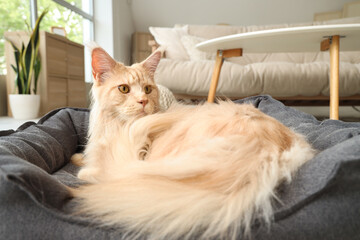 Sticker - Cute beige Maine Coon cat lying in pet bed at home