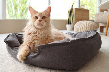 Wall Mural - Cute beige Maine Coon cat lying in pet bed at home
