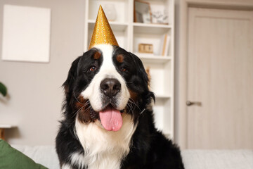 Wall Mural - Cute Bernese mountain dog in party hat at home, closeup