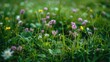 © buraratn - Close-up of wildflowers scattered among green grass, adding color and texture to the background