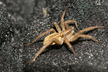 Jumping spideron a black net