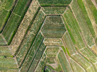 Sticker - Vineyards - Sicily, Italy