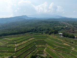 Wall Mural - Vineyards - Sicily, Italy