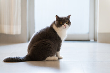 Sticker - British shorthair cat sitting on the floor