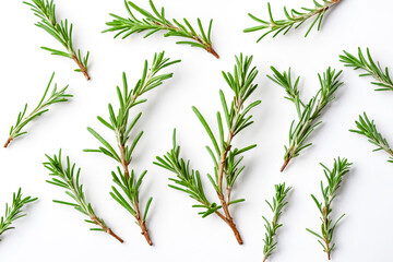 Poster - Rosemary Sprigs on White Background