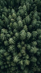 realistic photography of coniferous forest. abstract background of a northern forest