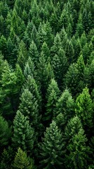 realistic photography of coniferous forest. abstract background of a northern forest