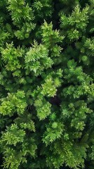 realistic photography of coniferous forest. abstract background of a northern forest