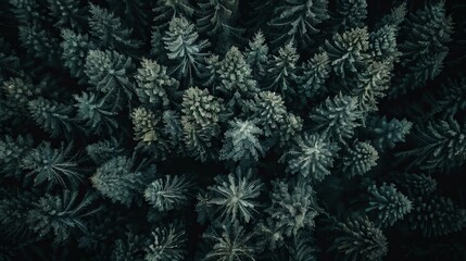 realistic photography of coniferous forest. abstract background of a northern forest
