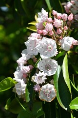 Canvas Print - Calmia latifolia (Mountain laurel) flowers. Ericaceae evergreen shrub.Blooms pretty flowers in early summer, but the leaves are poisonous.