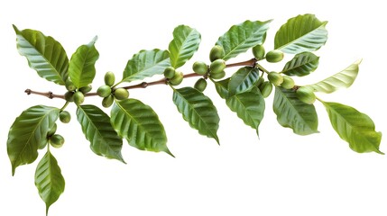 Wall Mural - Coffee tree branch with green leaves