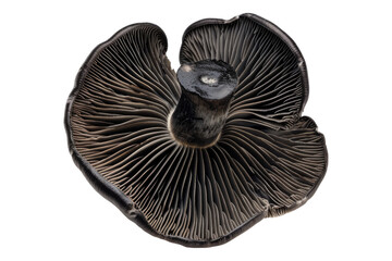 Black ear mushroom isolated on white background