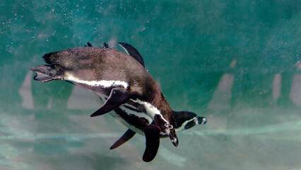 Wall Mural - Underwater Dynamics Penguins in Artificial Habitat