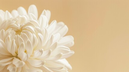 Close up of white chrysanthemum on beige background with copy space