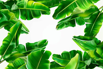 Poster - A close up of green leaves with a white background