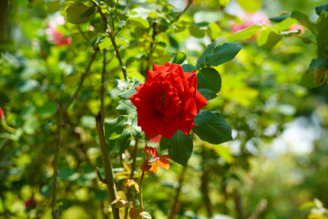 Wall Mural - red rose in the garden