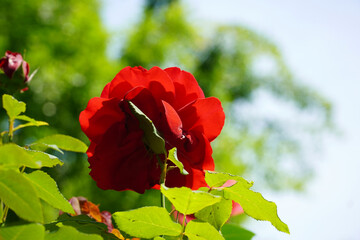 Wall Mural - rose