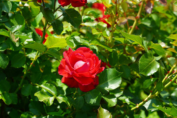 Wall Mural - red rose in garden