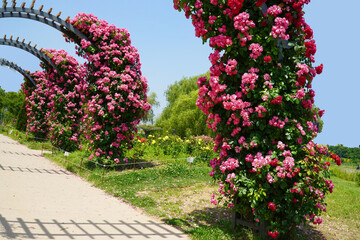 Wall Mural - flowers in the garden