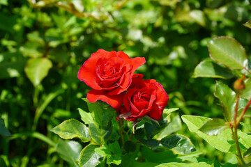 Wall Mural - red rose in garden