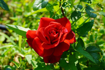 Wall Mural - red rose in garden