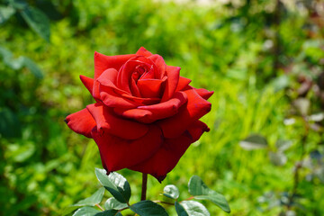 Wall Mural - red rose in garden