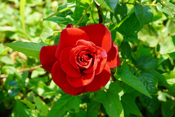 Wall Mural - red rose in garden