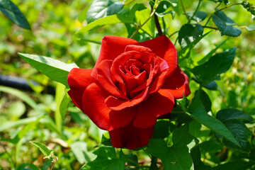 Wall Mural - red rose in garden