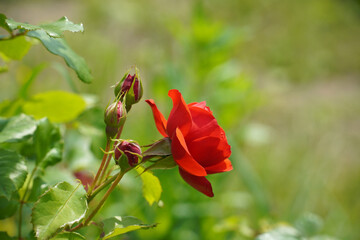 Wall Mural - a beautiful rose in the weeds