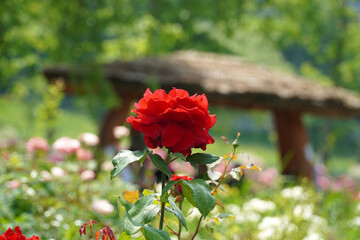 Wall Mural - a beautiful rose in the weeds