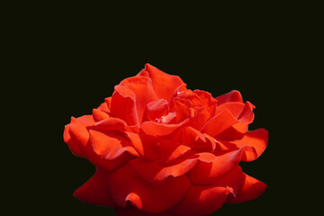 Wall Mural - a beautiful rose in the weeds