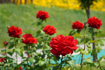 Wall Mural - a beautiful rose in the weeds