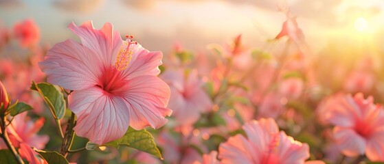 a vibrant pink hibiscus flower in full bloom in soft focus background. Let’s delve into the details: The main subject is a large, pink hibiscus flower with five prominent, veined petals