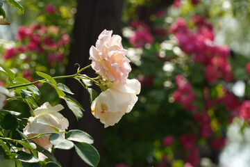 Wall Mural - a beautiful rose in the weeds
