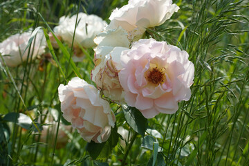 Wall Mural - a beautiful rose in the weeds