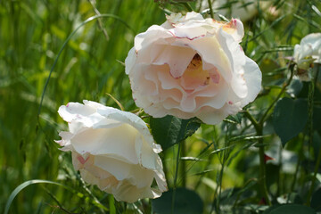 Wall Mural - a beautiful rose in the weeds