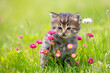 © vvvita - Little kitten sitting on the grass with daisy flowers in the summer garden