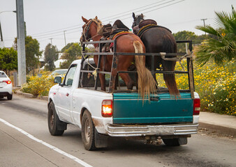 Two horses being hauled in an old small pick up truck down a street in a poor area