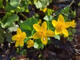 Caltha palustris