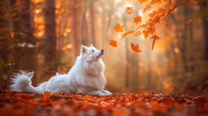 Wall Mural -  A white dog lies on a leaf-covered ground beside an orange-leafed tree, where orange leaves flutter through the air