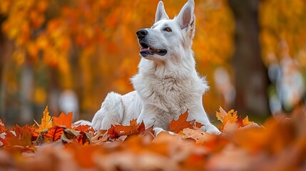 Wall Mural -  A white dog lies atop a mound of orange and yellow leaves Surrounding it is a forest filled with trees displaying vibrant orange and yellow foliage